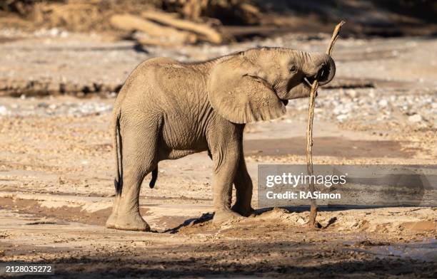 elephant cub - elefantino foto e immagini stock
