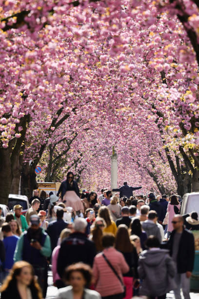 DEU: Cherry Blossom in Bonn