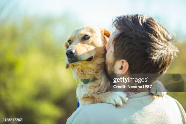 guy and his dog, golden retriever, nature - labrador-retriever stockfoto's en -beelden