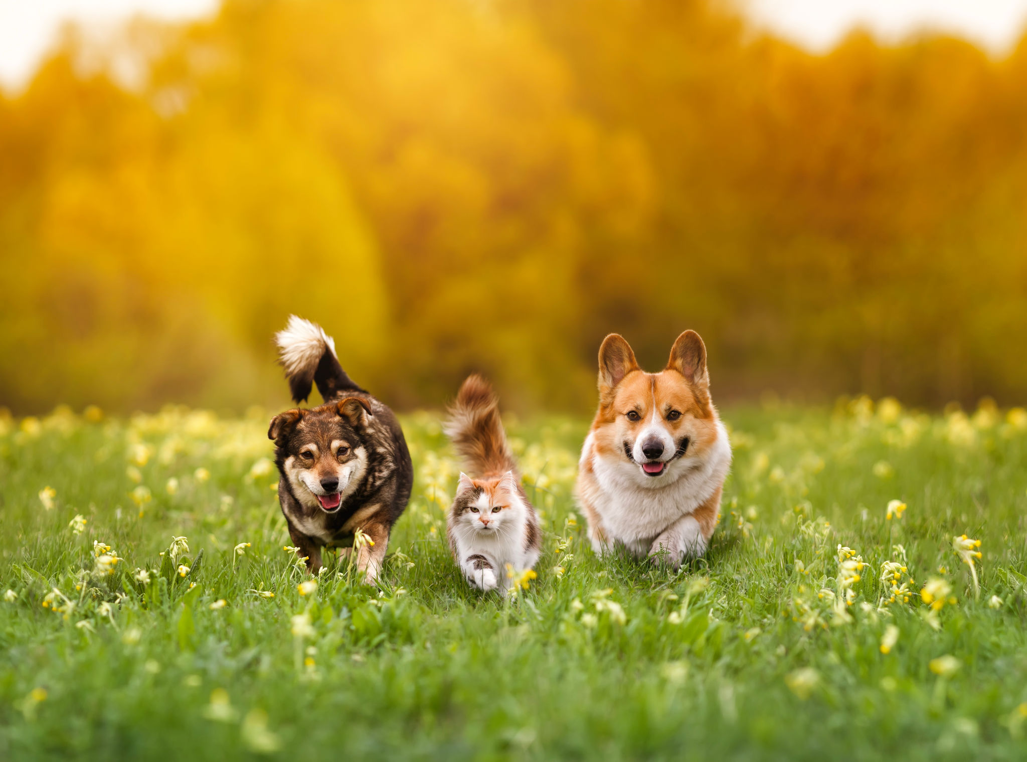 multiple pets