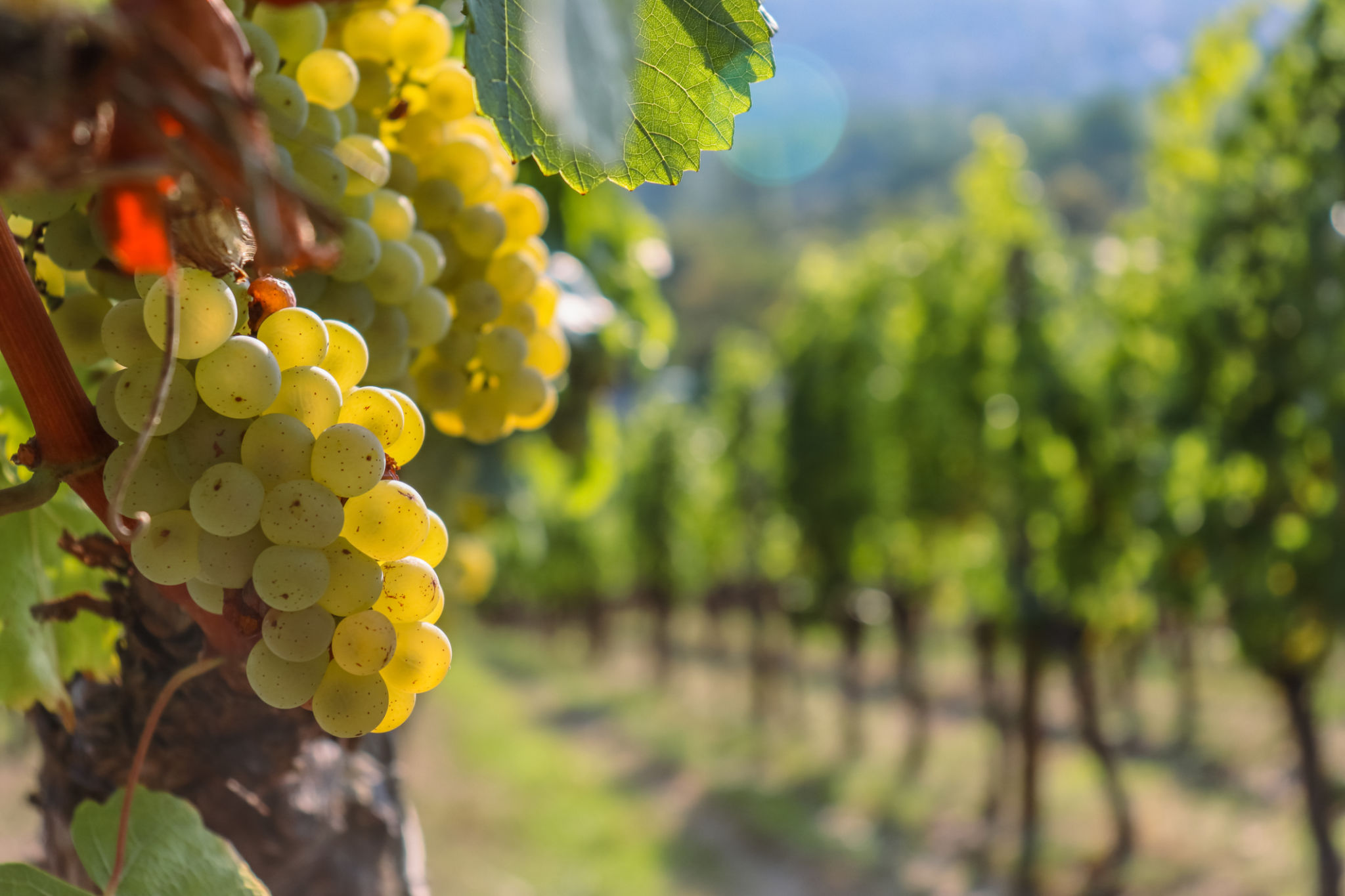 wine vineyard