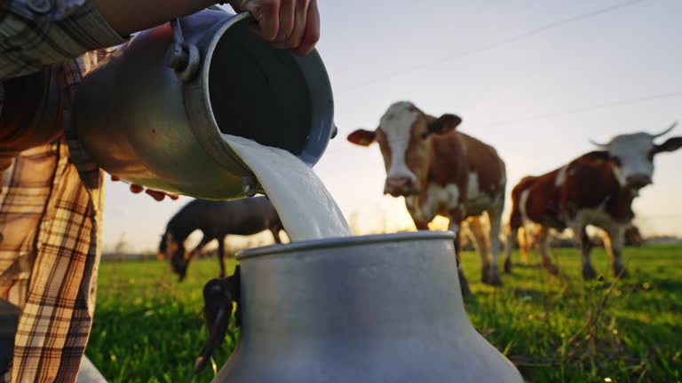 https://media.gettyimages.com/id/2128573560/video/closeup-of-female-farm-worker-pouring-raw-milk-into-cannister-on-grassy-field-near-cattle-in.jpg?b=1&s=640x640&k=20&c=AXaKSlnuJW1HP7E6VXOR-lXjxiKJ7racNrItF9rqxTQ=