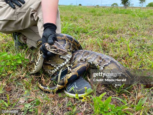 Burmese pythons are believed to have arrived in South Florida as pets in the 1980s and then were released by frustrated owners who got tired of...