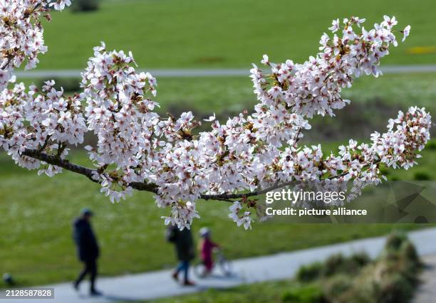 April 2024, Mecklenburg-Western Pomerania, Wismar: Blossoming Japanese ornamental cherries in Bürgerpark. The cherry blossom is one of the most...