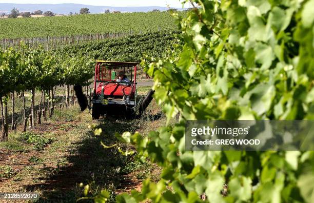 Jan Pinkerton makes an inspection of Chardonnay vines on a vineyard at Cowra in the central west of New South Wales, 13 November 2007. An industry...
