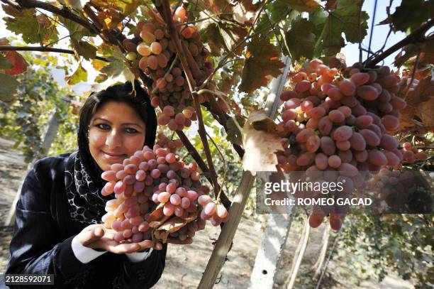 Afghan enterpreneur Hassina Syed president of privately run National Organization of Women , poses with ripe grapes at the Badam Bagh farm in Kabul...