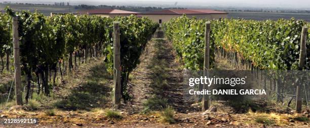 Vineyards near to the main building where the baroness Nadine de Rothschild and the French businessman Laurent Dassault cut the inaugural ribbon at...