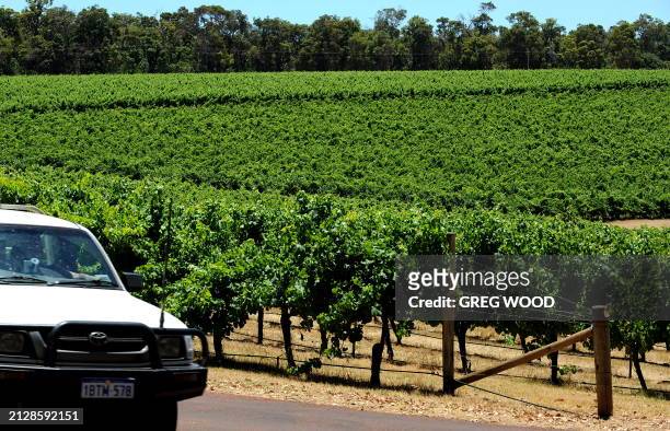 This photo taken on January 3, 2010 shows vineyards lining the entrance road to the Amberley Estate Winery in the internationally renowned Margaret...
