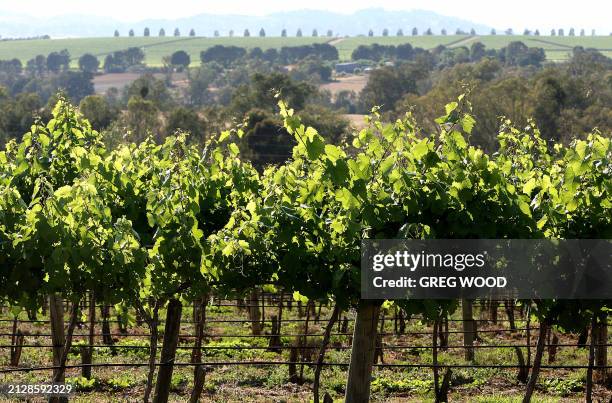 Chardonnay vines are shown on a vineyard at Cowra in the central west of New South Wales, 13 November 2007. An industry expert has predicted that due...