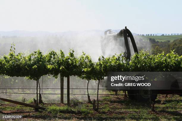 Chardonnay vines on a vineyard at Cowra in the central west of New South Wales are sprayed to prevent mildew, 13 November 2007. An industry expert...