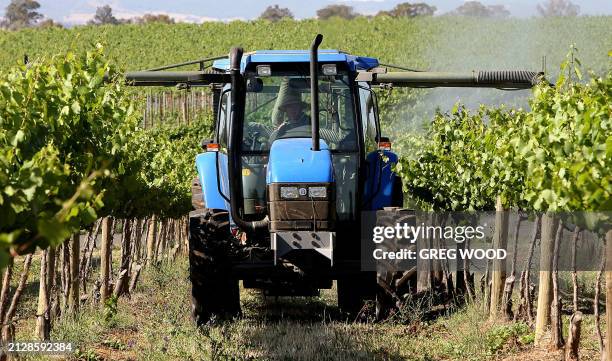 Chardonnay vines on a vineyard at Cowra in the central west of New South Wales are sprayed to prevent mildew, 13 November 2007. An industry expert...