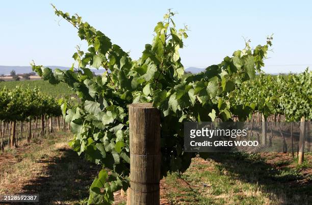 Chardonnay vines are shown on a vineyard at Cowra in the central west of New South Wales, 13 November 2007. An industry expert has predicted that due...