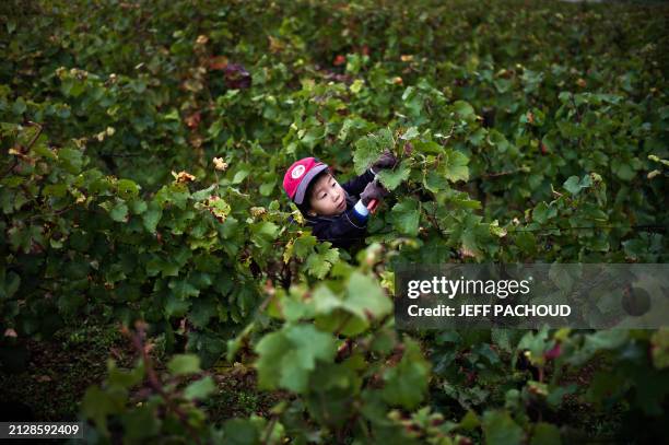 Japanese diplomat's child look at grapes on September 25, 2010 in Volnay, Burgundy, on the first day of picking at Regis Rossignol and Changarnier...