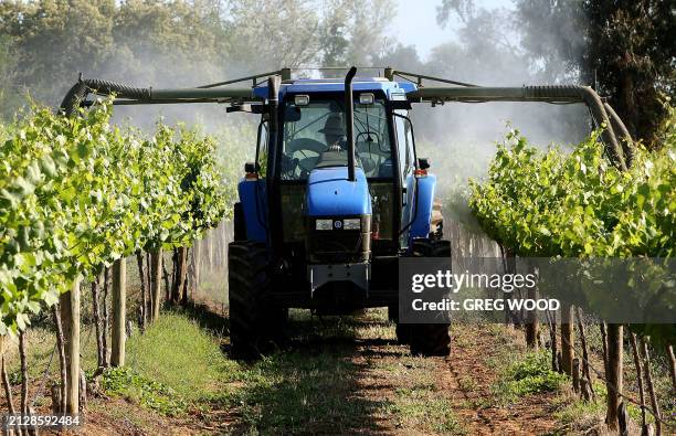 Chardonnay vines on a vineyard at Cowra in the central west of New South Wales are sprayed to prevent mildew, 13 November 2007. An industry expert...