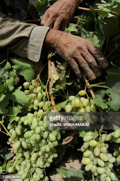 Sayed Mohammad Nabi, a 42 year-old farmer from Kalakan Village, shows some grape vines in the Shomali Palains north of Kabul on August 8 during the...