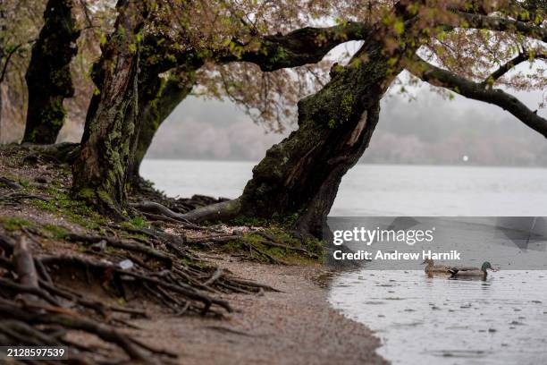 Ducks swim above a walking path completely submerged in flood waters along the Tidal Basin on April 3, 2024 in Washington, DC. Heavy rain has added...
