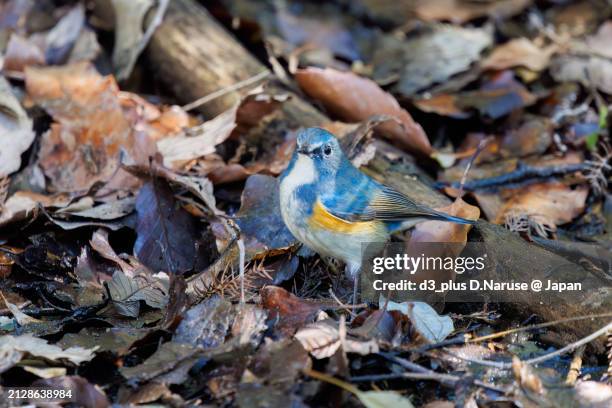 a happy blue bird, the lovely red-flanked bluetail (tarsiger cyanurus, family comprising flycatchers).

at omachi park natural observation garden, ichikawa, chiba, japan,
photo by march 9, 2024. - tarsiger cyanurus stock pictures, royalty-free photos & images