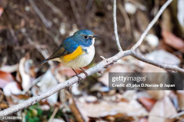 a happy blue bird, the lovely red-flanked bluetail (tarsiger cyanurus, family comprising flycatchers).

at omachi park natural observation garden, ichikawa, chiba, japan,
photo by march 9, 2024. - tarsiger cyanurus stock pictures, royalty-free photos & images