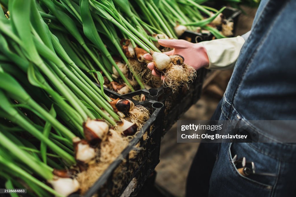 Agronomist checking Plant Bulbs of freshly collected flowers in greenhouse. Quality control
