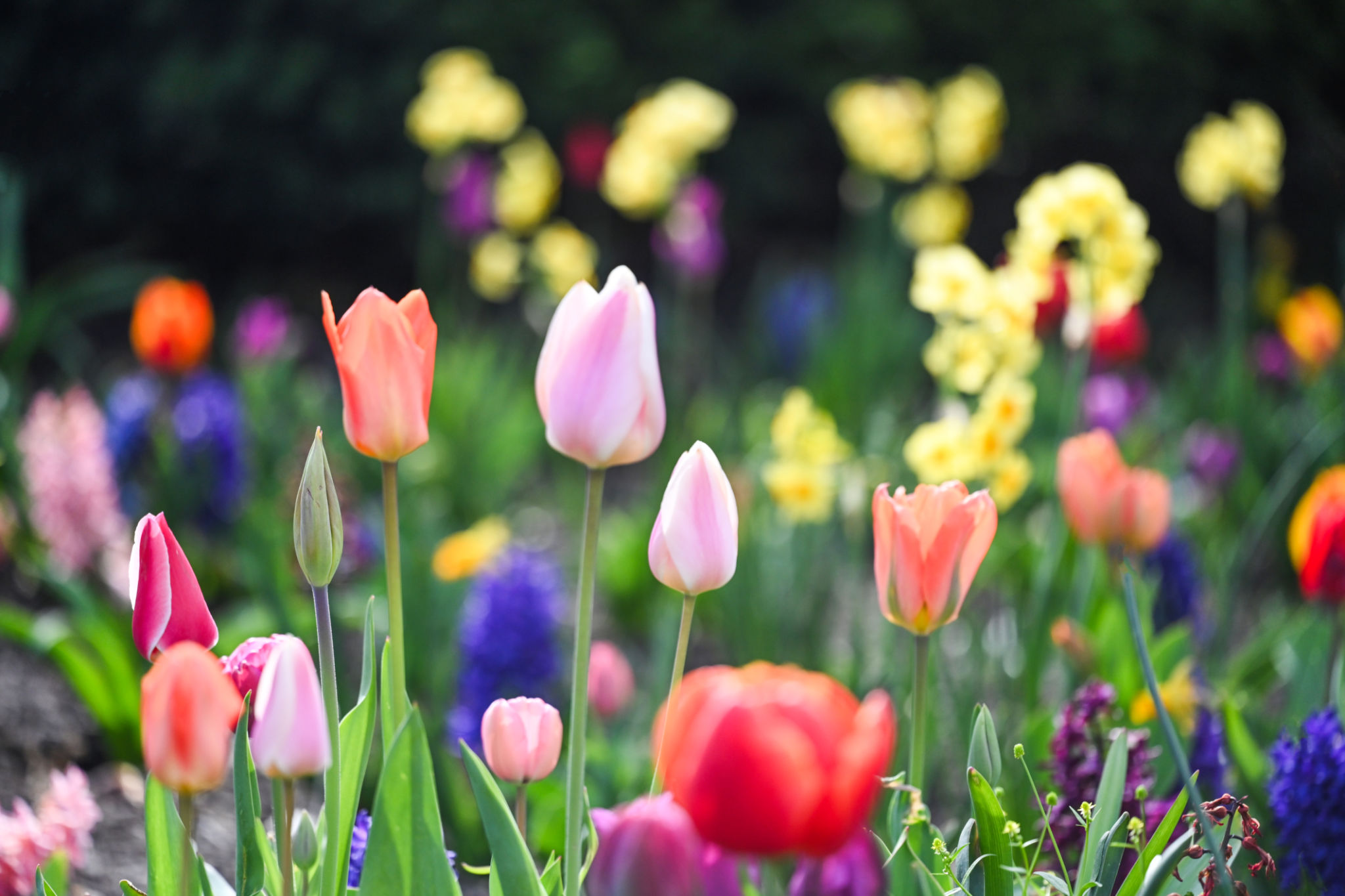 spring flowers garden
