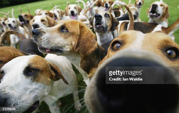 fox hounds are excercised as hunting season approaches - large group of animals fotografías e imágenes de stock