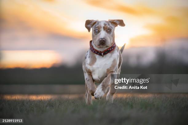 american bully dog - heterochromatin stock pictures, royalty-free photos & images