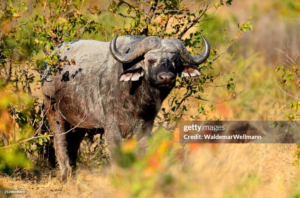 African Savanna Buffalo