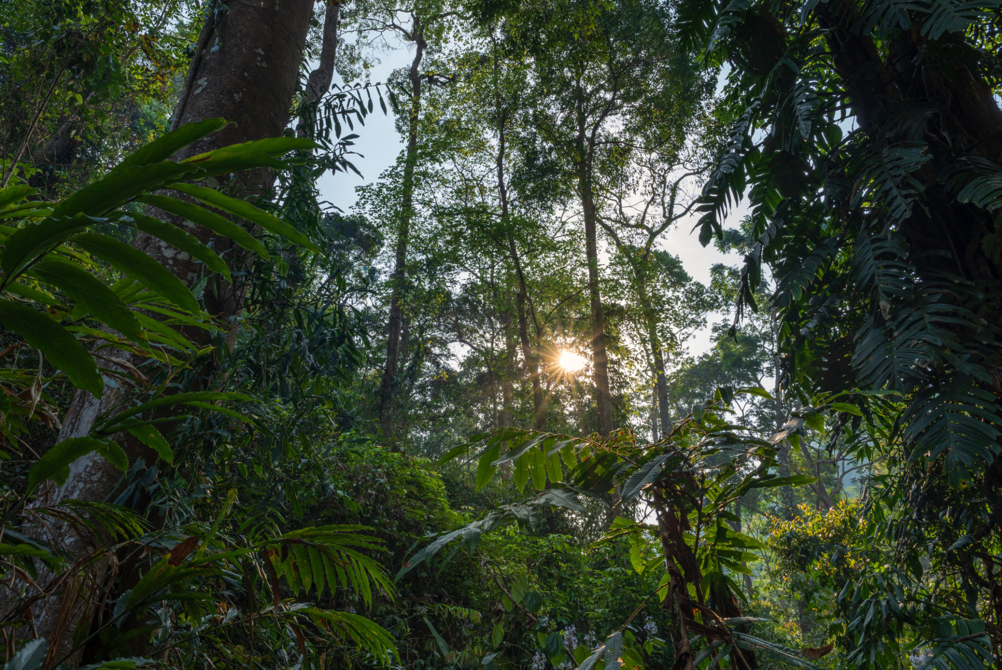 tropical rain forest