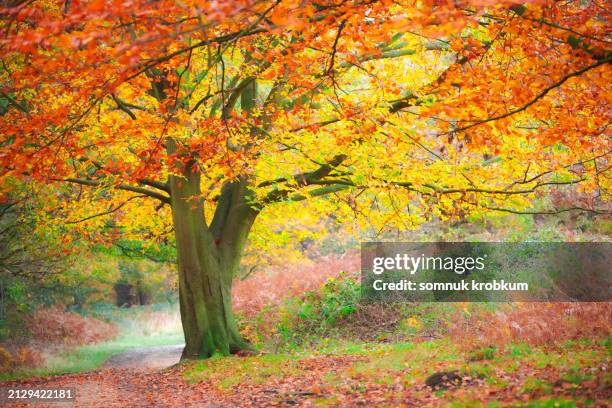 trees and ground in autumn - esdoorn stockfoto's en -beelden