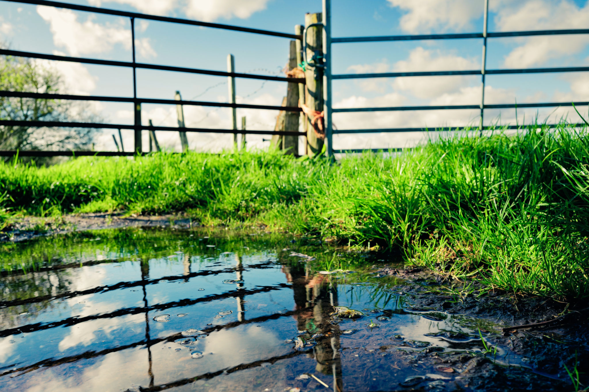fence in rain