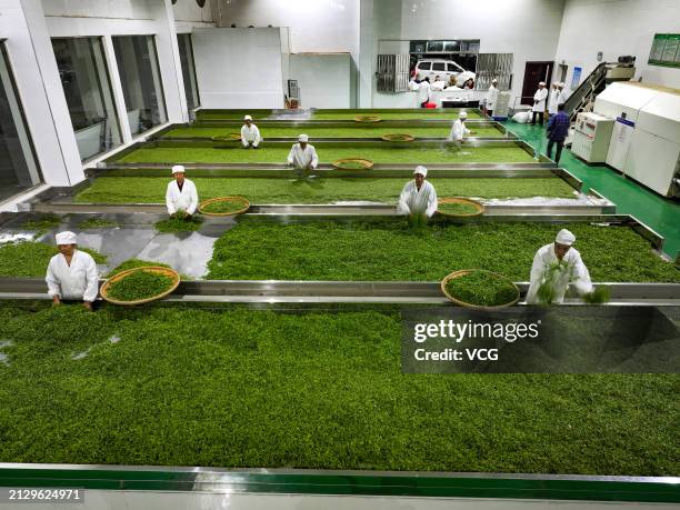 Sand Tea Process 321 Tea Making Machine Stock Photos, High-Res Pictures, and Images ...