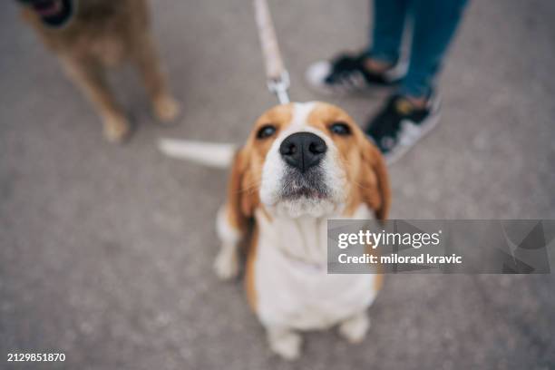 retrato de um cão beagle. - coleira para animais de estimação - fotografias e filmes do acervo