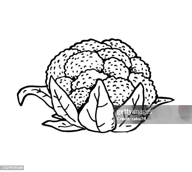 hand drawn cauliflower - crucifers stock illustrations