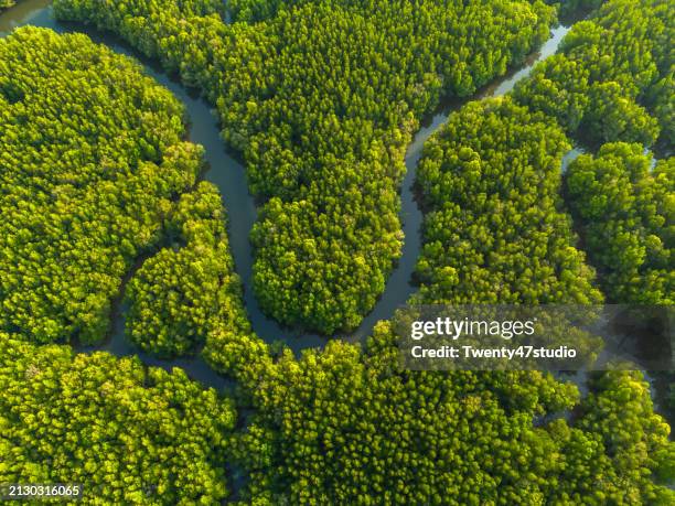 aerial view of mangrove forest in phang nga province, thailand - provincia di phang nga foto e immagini stock