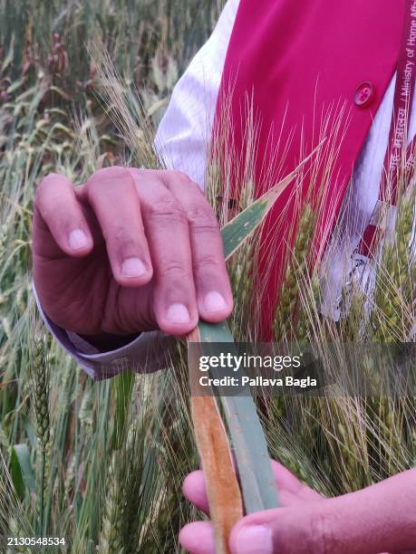 Indian agriculture scientists fall back on tall, pre Green Revolution Wheat varieties to search and mine for genes that can provide new 21 st century...