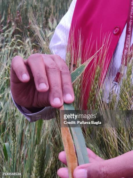 Indian agriculture scientists fall back on tall, pre Green Revolution Wheat varieties to search and mine for genes that can provide new 21 st century...