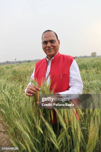 Dr Ashok K Singh plant breeder from the Indian Agricultural Research Institute examine traditional tall wheat plants of the yesteryears grown again...