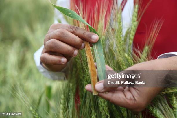 Pre Green revolution traditional wheat plants as, Indian agriculture scientists fall back on tall, pre Green Revolution Wheat varieties to search and...