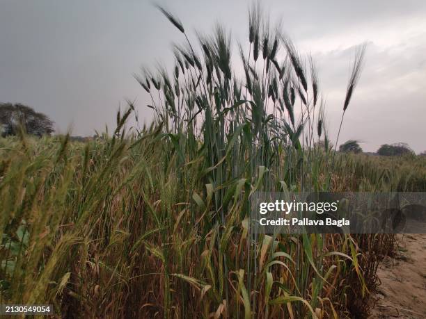 Pre Green revolution traditional wheat plants as, Indian agriculture scientists fall back on tall, pre Green Revolution Wheat varieties to search and...