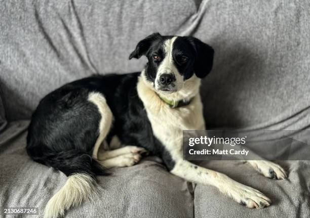 Border Collie cross mix stares intently on April 13, 2024 in Somerset, England. Recent figures show that there are approximately 13 million dogs in...