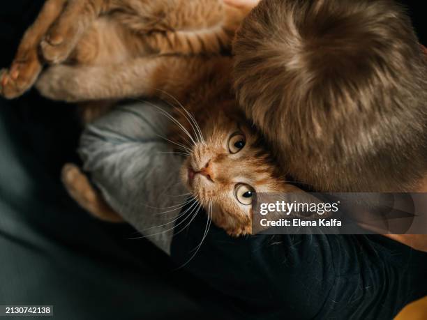 the boy does not look at the camera and holds a cute red cat who looks at the camera. - one animal stock pictures, royalty-free photos & images