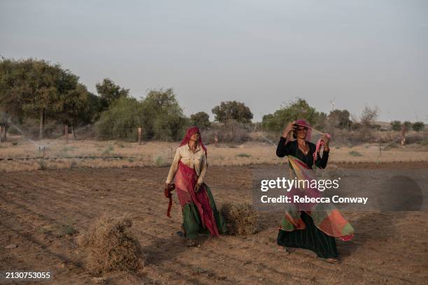 Indian villagers Mirga Devi, and Latchi Devi finish work harvesting and tending to a cumin crop on March 31, 2024 in Sodha village in the state of...