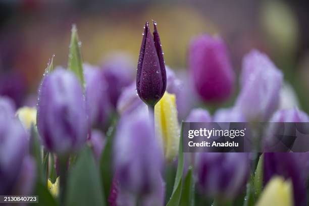 Tulleys Tulip Fest kicks off to celebrate the arrival of spring as people visit to see colorfields, a natural spectacle featuring over 500,000 tulips...