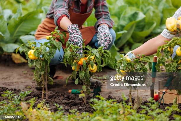 a closeup of two female farmers picking their bell peppers - dodging stock pictures, royalty-free photos & images