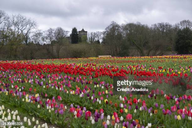 Tulleys Tulip Fest kicks off to celebrate the arrival of spring as people visit to see colorfields, a natural spectacle featuring over 500,000 tulips...