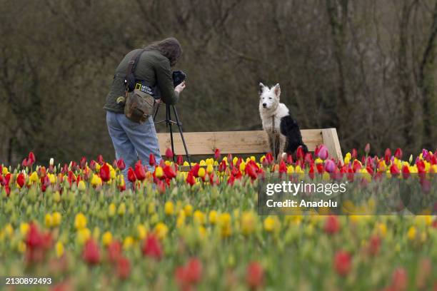 Tulleys Tulip Fest kicks off to celebrate the arrival of spring as people visit to see colorfields, a natural spectacle featuring over 500,000 tulips...