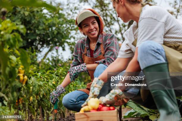 female farmers talking while crouching and harvesting bell peppers - dodge stock pictures, royalty-free photos & images