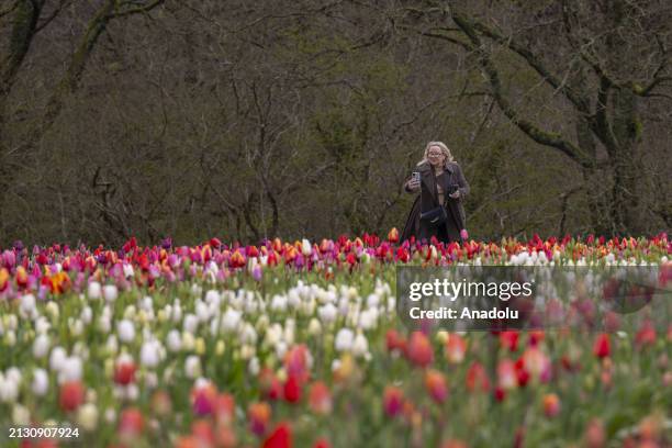 Tulleys Tulip Fest kicks off to celebrate the arrival of spring as people visit to see colorfields, a natural spectacle featuring over 500,000 tulips...