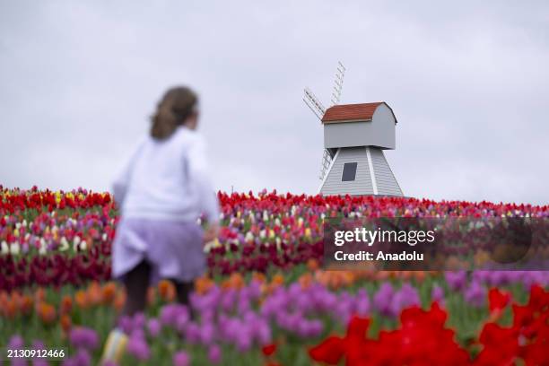 Tulleys Tulip Fest kicks off to celebrate the arrival of spring as people visit to see colorfields, a natural spectacle featuring over 500,000 tulips...