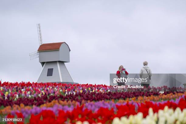 Tulleys Tulip Fest kicks off to celebrate the arrival of spring as people visit to see colorfields, a natural spectacle featuring over 500,000 tulips...